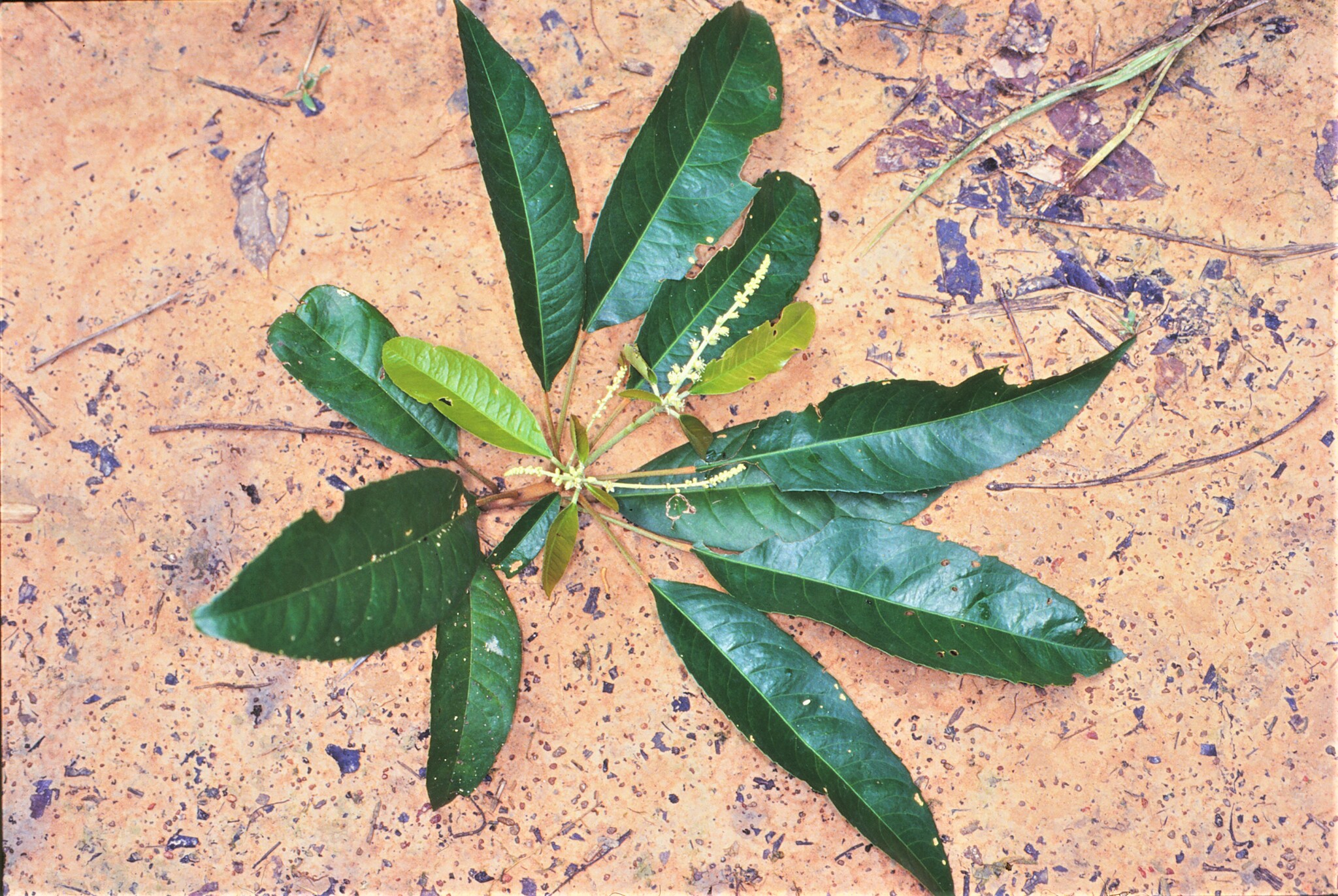 Croton griffithii