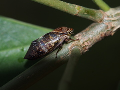Drabescus