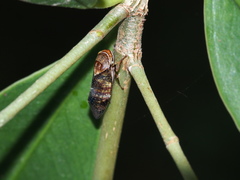 Drabescus