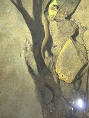 Synbranchus marmoratus image