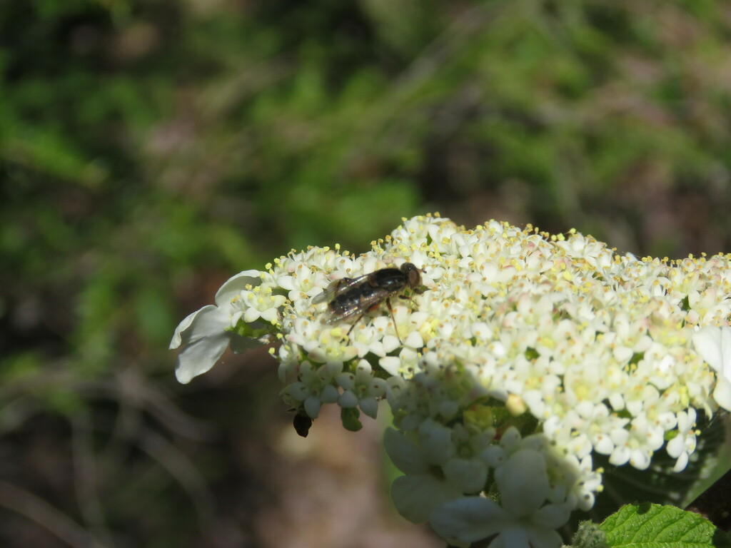 Anasimyia anausis from Preston Pond, Bolton, VT 05465, USA on May 13, 2021 at 0249 PM by Laurie