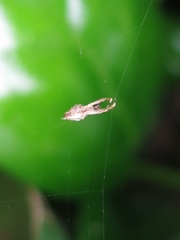 Uloborus diversus