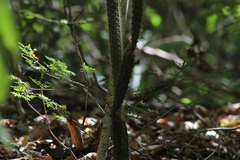 Acanthocereus oaxacensis