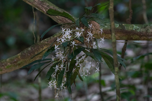 Aerangis jacksonii J.Stewart