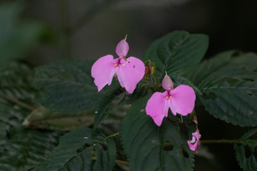 Impatiens stuhlmannii