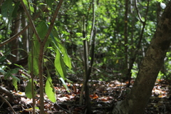 Acanthocereus oaxacensis