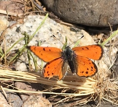 Lycaena cupreus