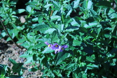 Solanum xanti hoffmannii
