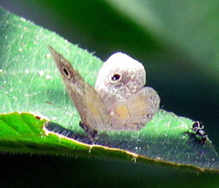 Perophthalma tullius