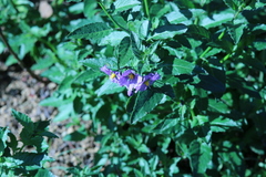 Solanum xanti hoffmannii