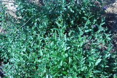 Solanum xanti hoffmannii