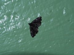 Drosophantis caeruleata