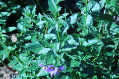 Solanum xanti hoffmannii