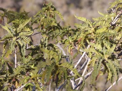 Chamaebatia australis