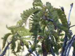 Chamaebatia australis