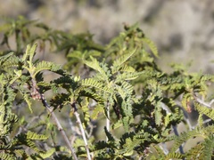 Chamaebatia australis
