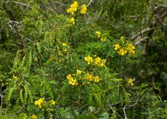 Senna auriculata