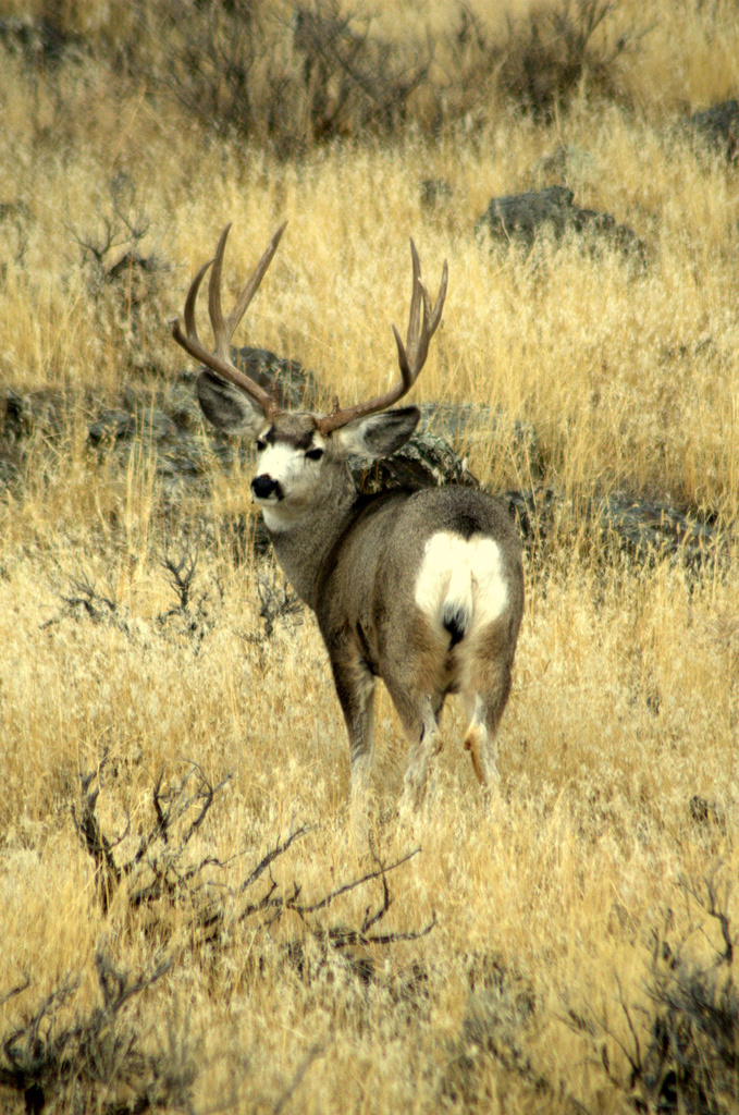 Rocky Mountain Mule Deer from United States on January 31, 2012 at 12: ...