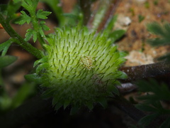 Soliva anthemifolia