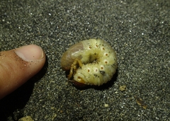 Pericoptus truncatus