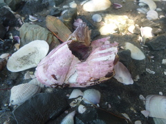 Notomegabalanus decorus