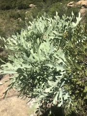 Cussonia paniculata sinuata