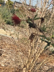 Calliandra eriophylla eriophylla