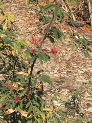 Calliandra eriophylla eriophylla