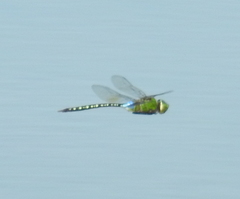 Anax guttatus