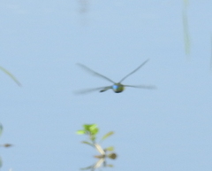 Anax guttatus