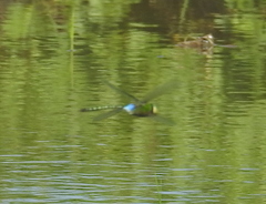Anax guttatus