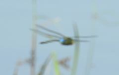 Anax guttatus