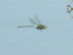 Anax guttatus