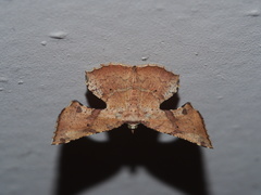 Corymica deducta
