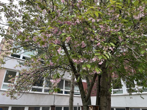 čerešňa pílkatá (Prunus serrulata)