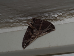 Ecliptopera rectilinea kanshinensis