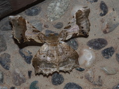 Krananda oliveomarginata