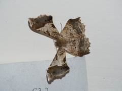 Krananda oliveomarginata