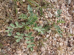 Astragalus lentiginosus maricopae