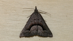 Dichromodes euscia