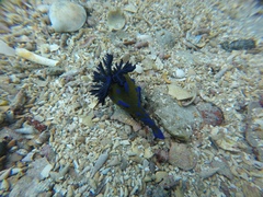 Tambja verconis