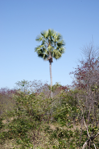 carnaúba palm
