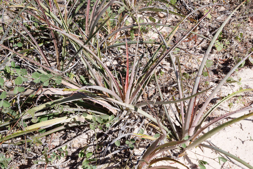 Bromelia