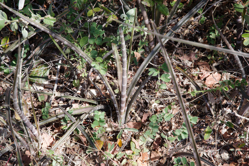 Neoglaziovia variegata