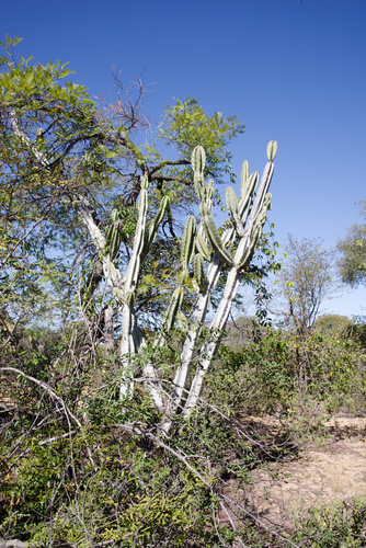 Cereus jamacaru jamacaru
