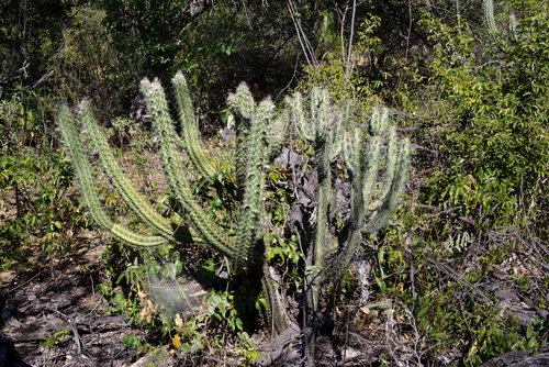 Xiquexique tuberculatus
