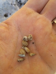 Microceramus texanus