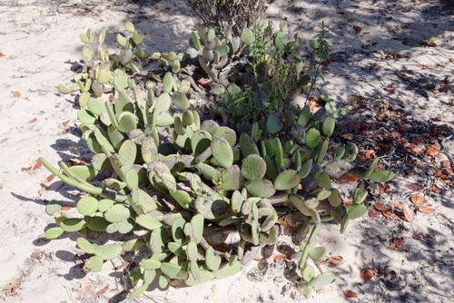 Tacinga inamoena