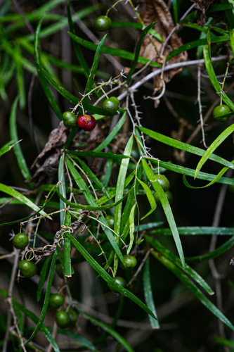 Asparagus falcatus image