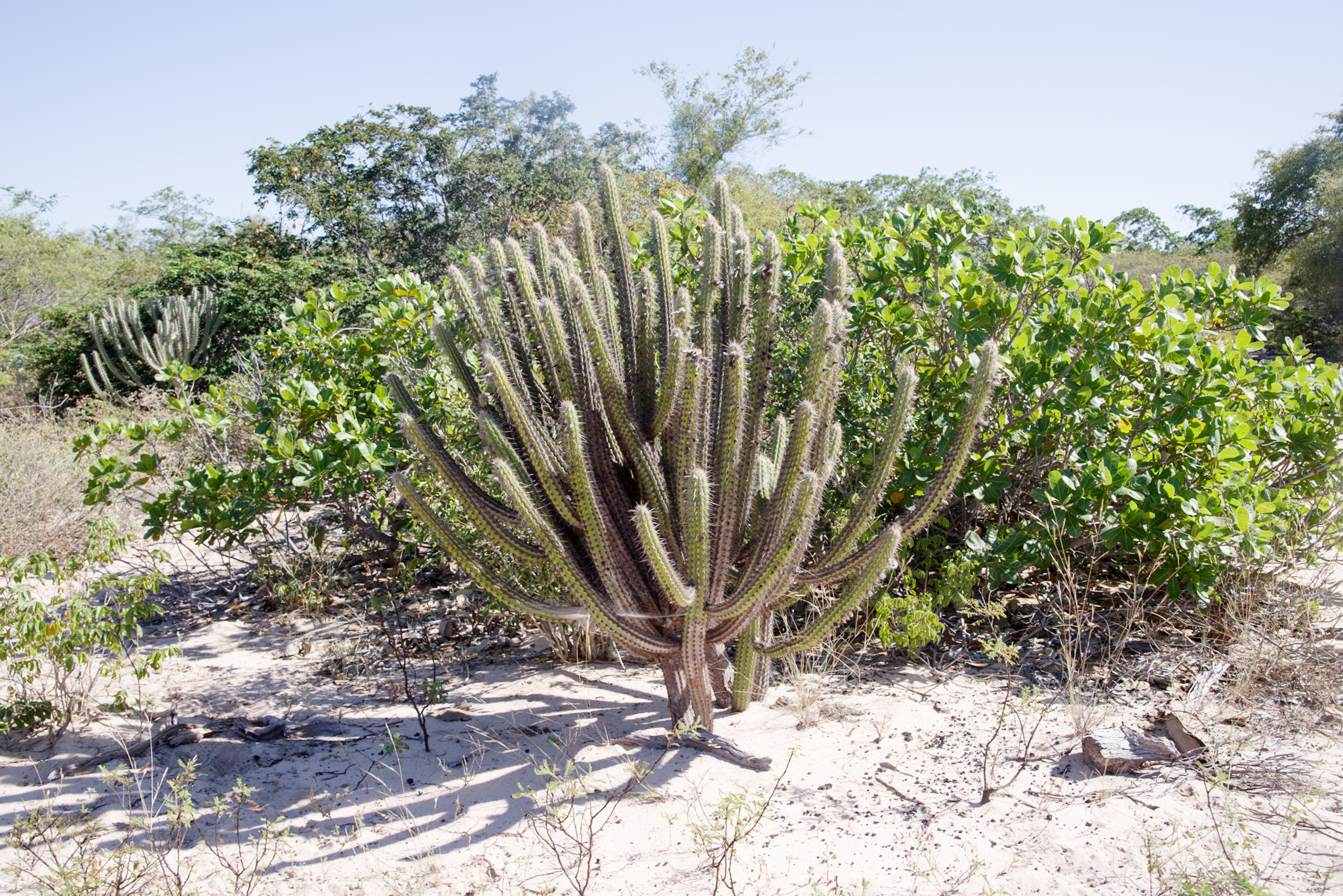 Xiquexique gounellei